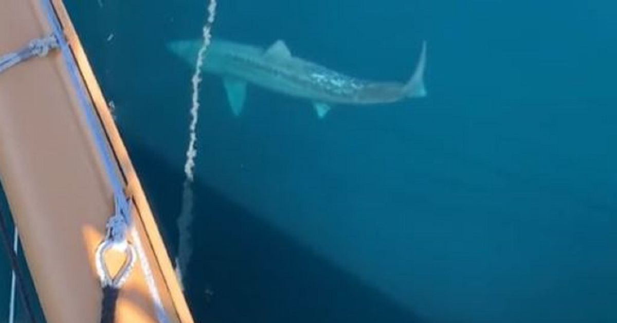 Passengers Spot A Giant Shark