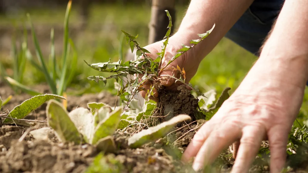 weed control Henderson NV