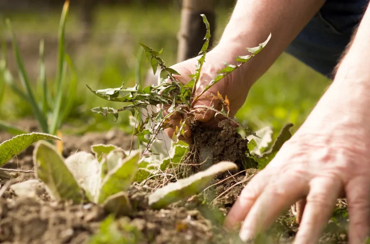 weed control Henderson NV